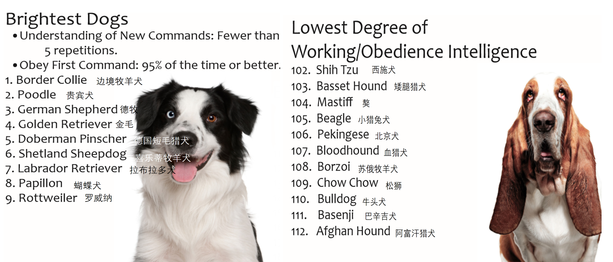 世界上有哪些智商高的狗？