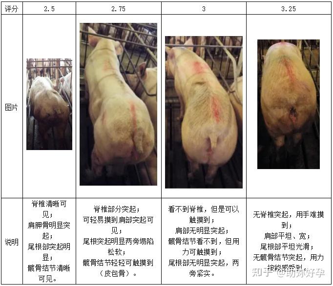 配怀舍母猪背膘测定及饲喂 - 知乎