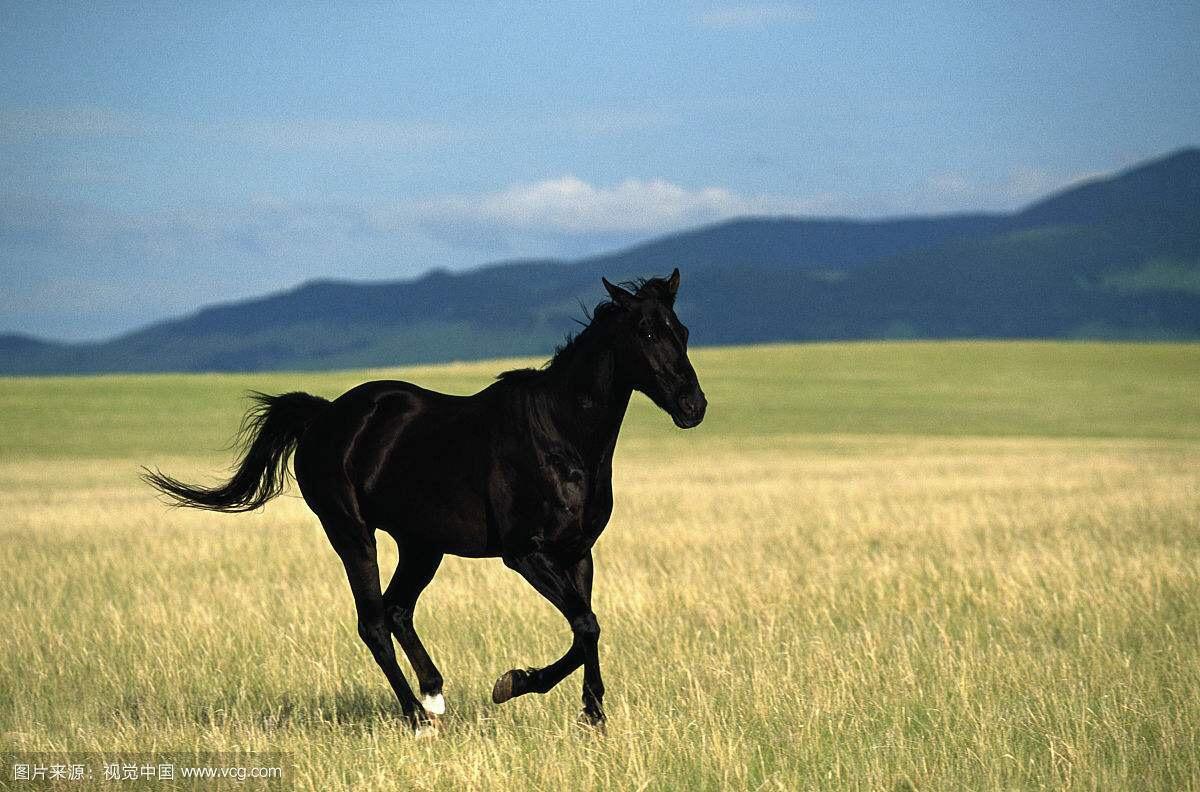 始祖马怎么灭绝的