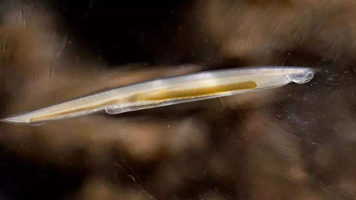 从生物学角度分析:半人马是否可行? 3 v2 a3c43e8e236ad8eae7ffaf67b869b26c 720w
