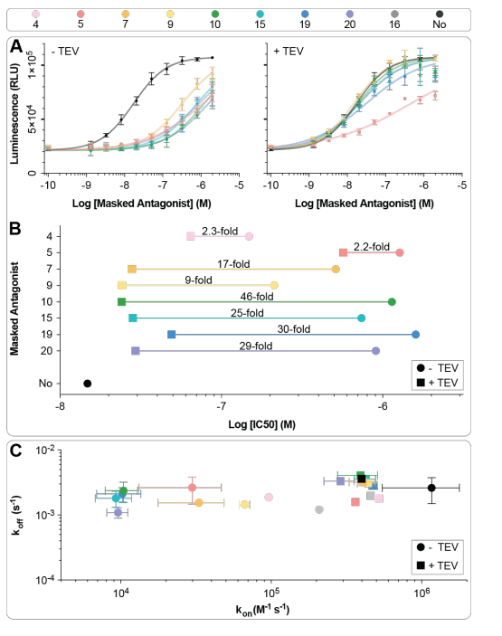 bioRxiv|利用AlphaFold_Multimer和ProteinMPNN迭代循环设计出具有高亲和力的蛋白结合物 - 知乎