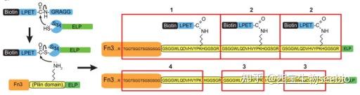 Sortase Attachment 分选酶A(Sortase A)在蛋白修饰上的应用 - 知乎