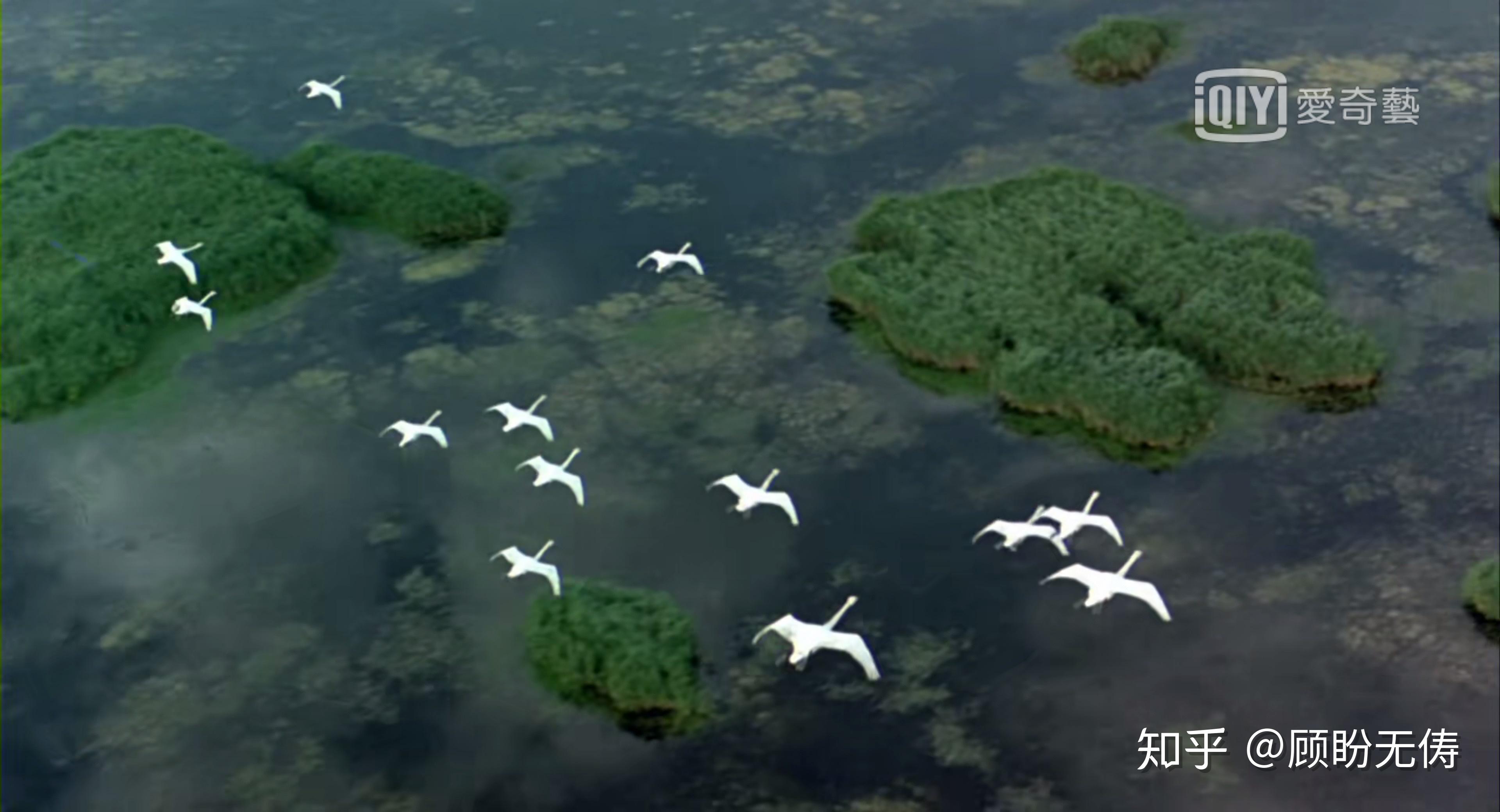 纪录片《迁徙的鸟》winged migration(0