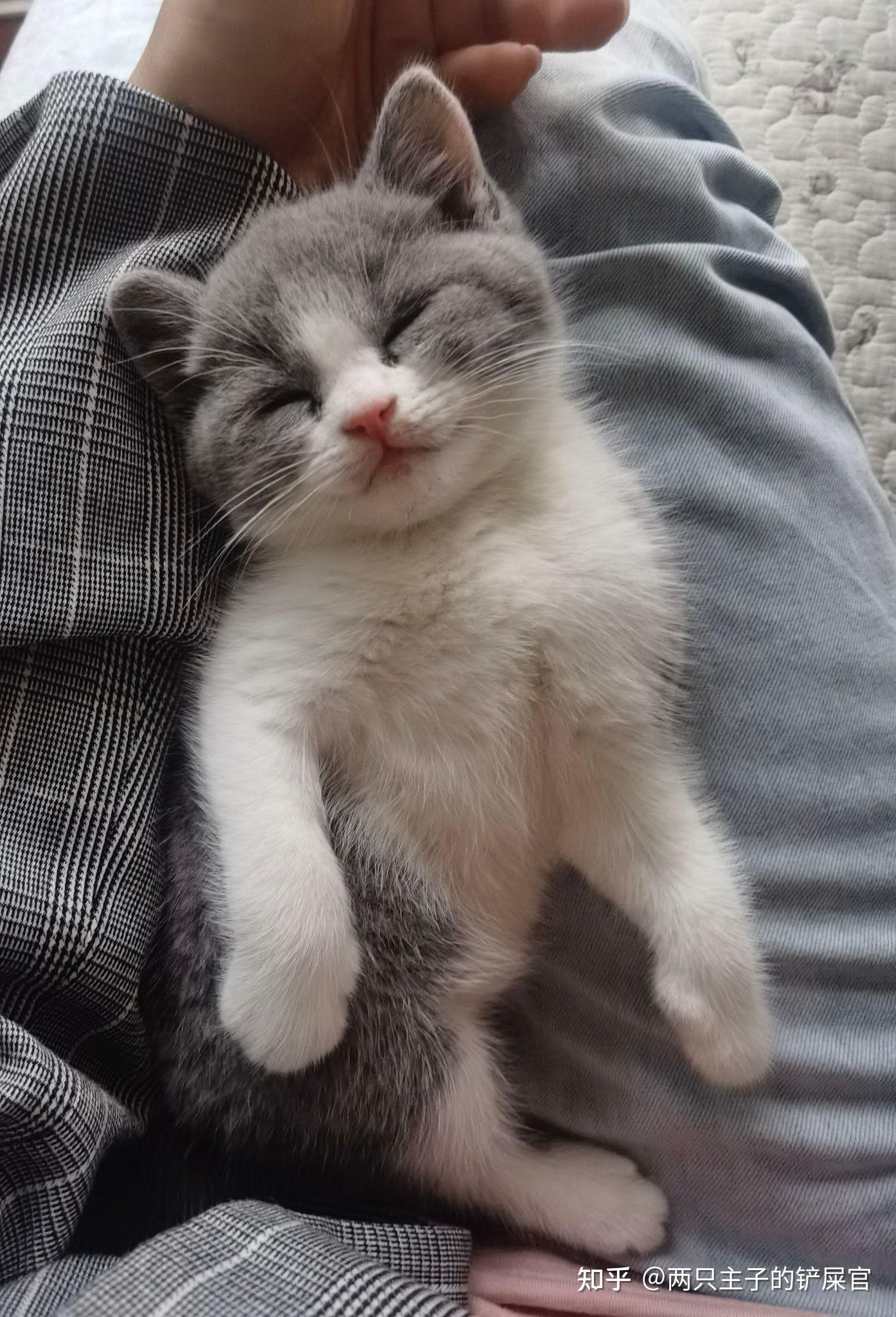 英短蓝白开脸怎么算正