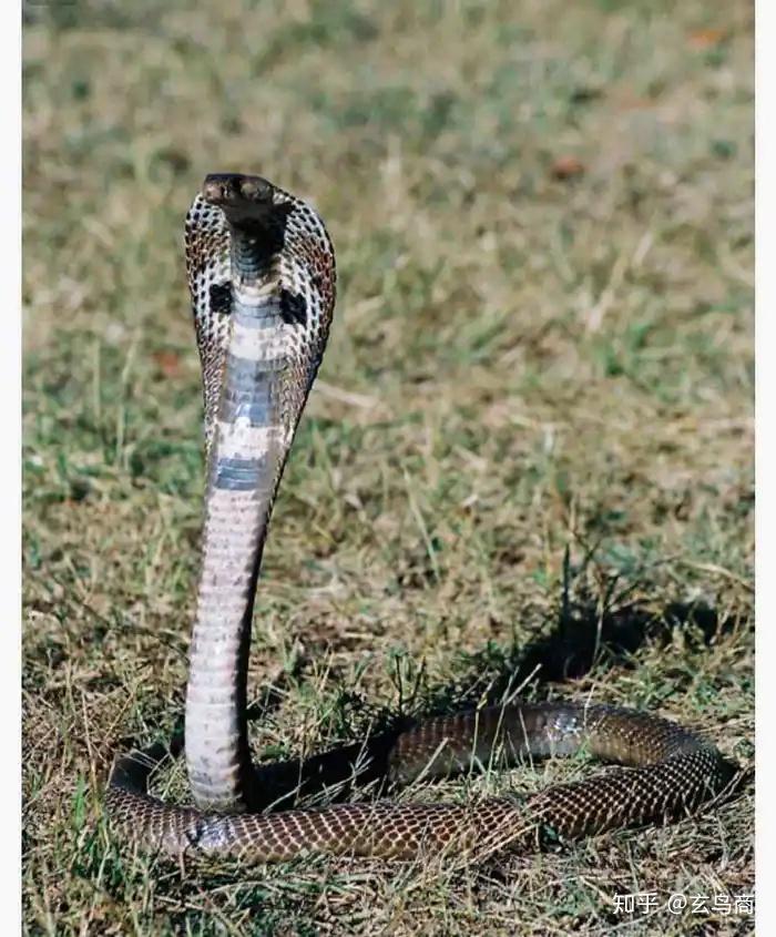 图片发自简书app图片发自简书app通过查询资料发现非洲眼镜王蛇的叫声