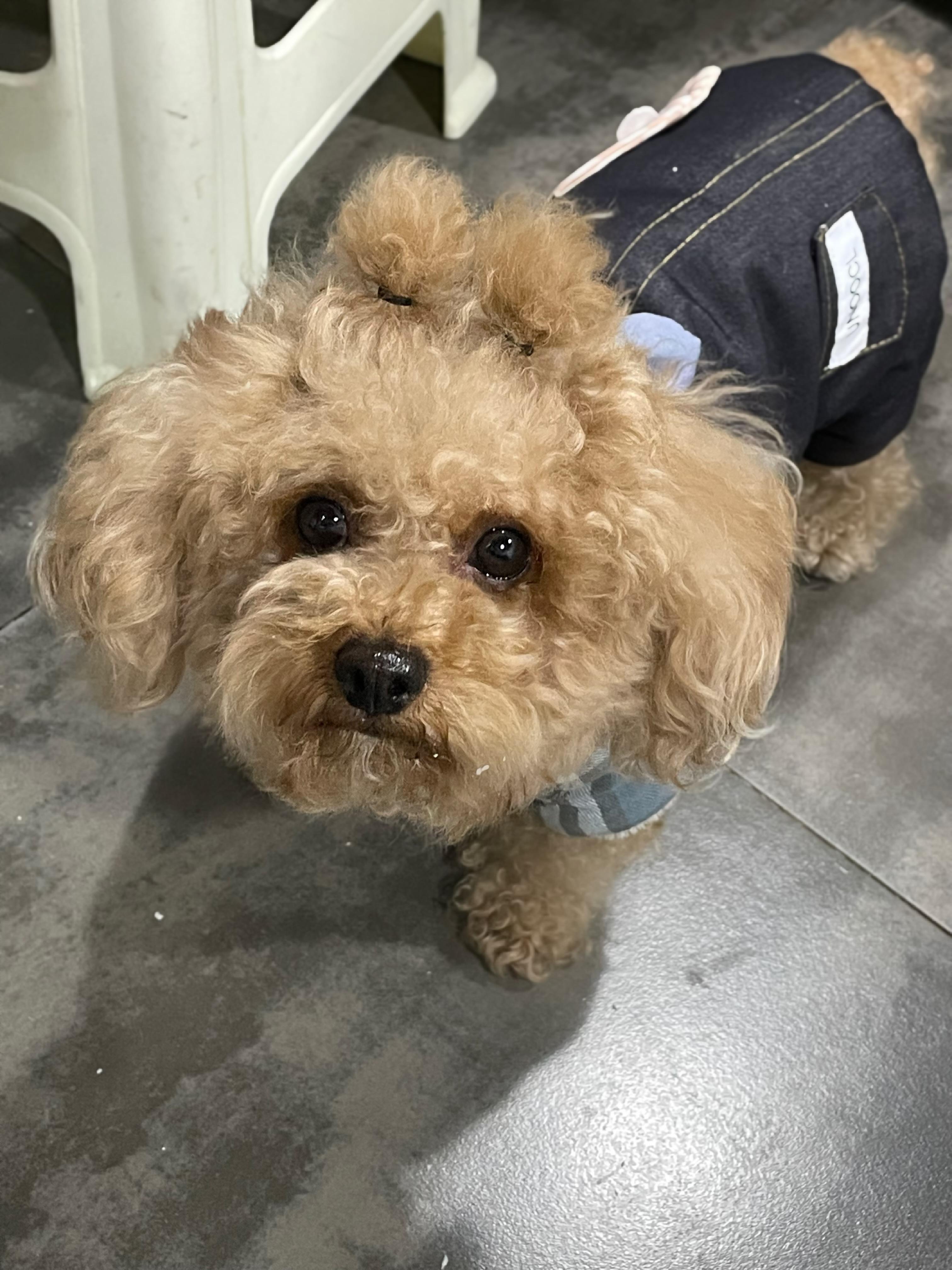 白色比熊跟棕色泰迪会串出什么样的狗? - 知乎