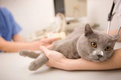 猫咪慢性呕吐反反复复?IBD能否被彻底治愈? - 知乎