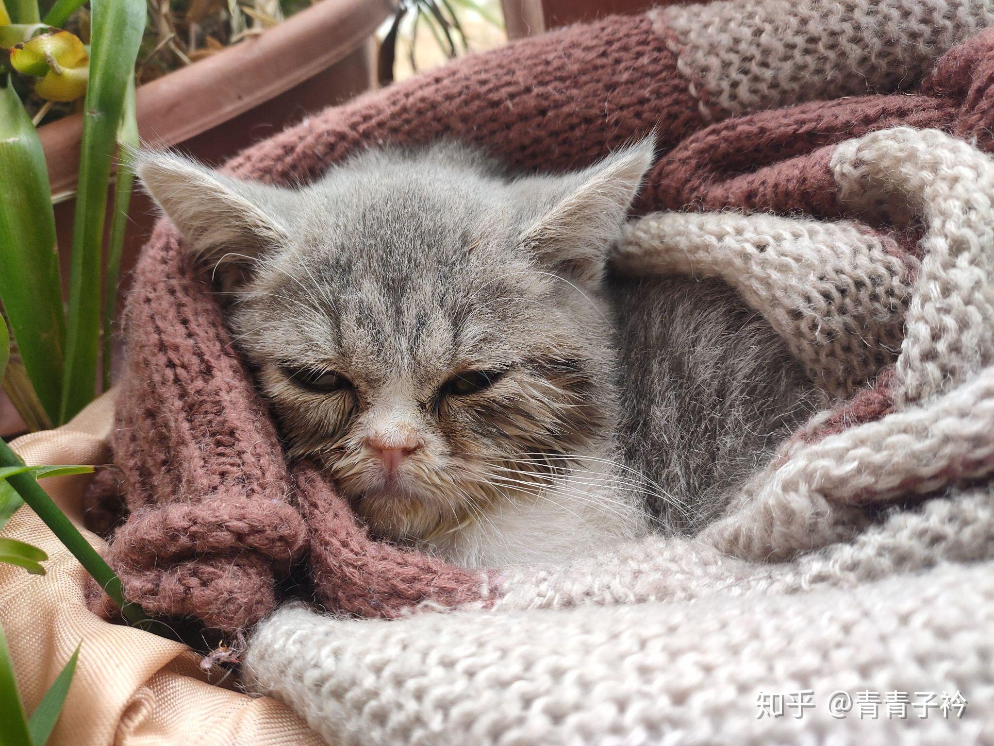我的小病猫已经变成小美女了