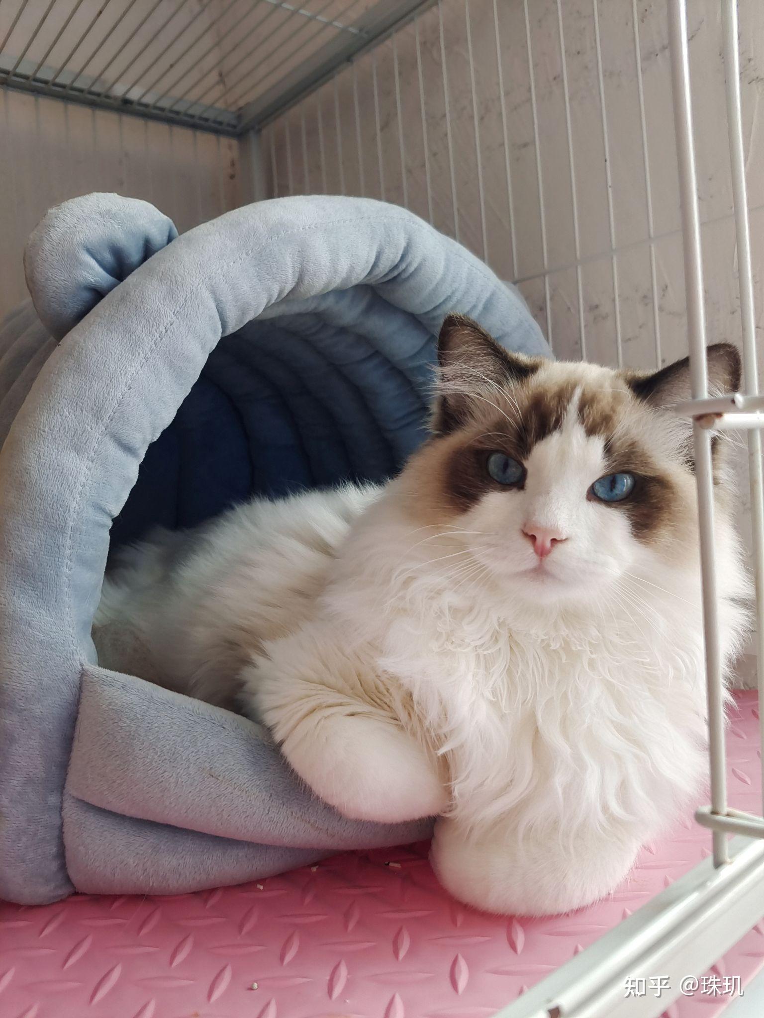 布偶猫品相怎么样