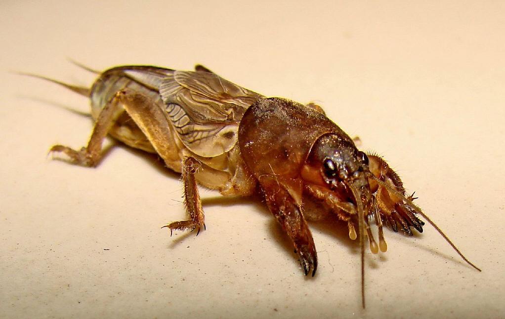 鞋子里发现这种虫蝼蛄有毒么无毒