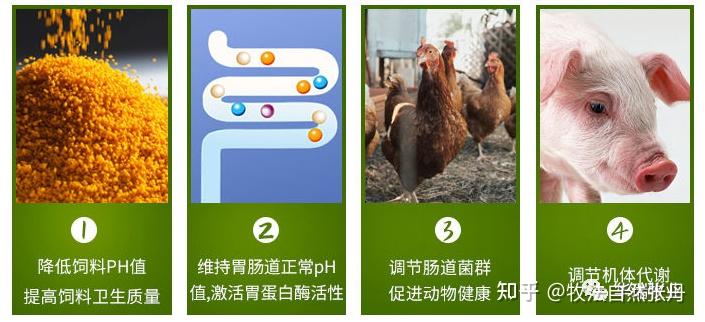 饲料中添加有机酸会对氧化锌有影响吗？ 知乎 