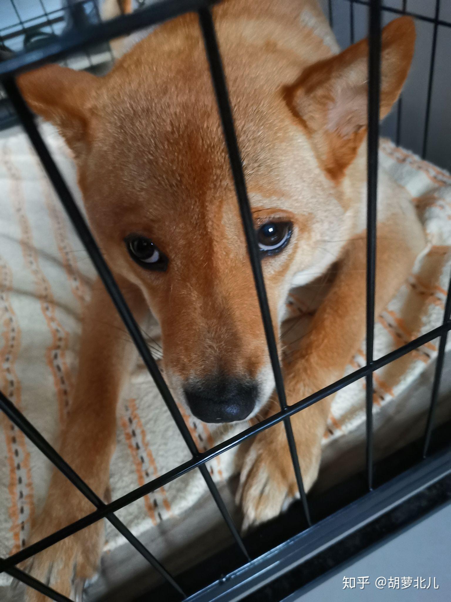 正宗的中华田园犬到底长什么样