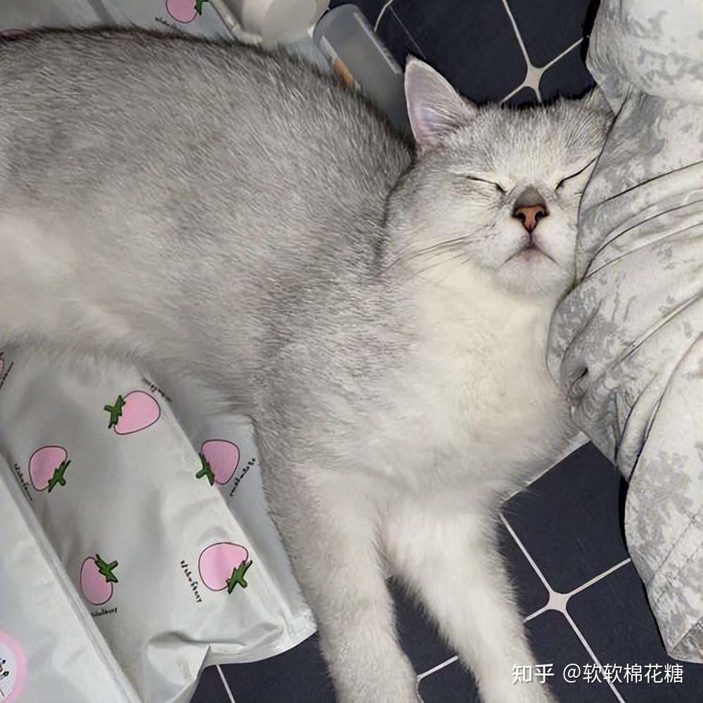 供不应求的,这就导致很多猫贩子会炒价格,也曾把银渐层一度炒到高价