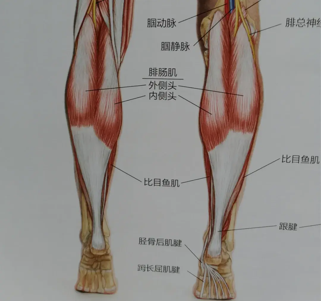 人体腿部筋分布图图片