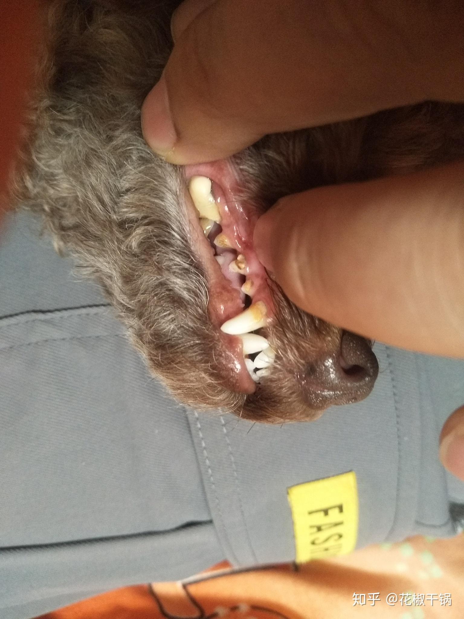 我家狗牙齿上鼓个包,有哪位知道这是怎么了?