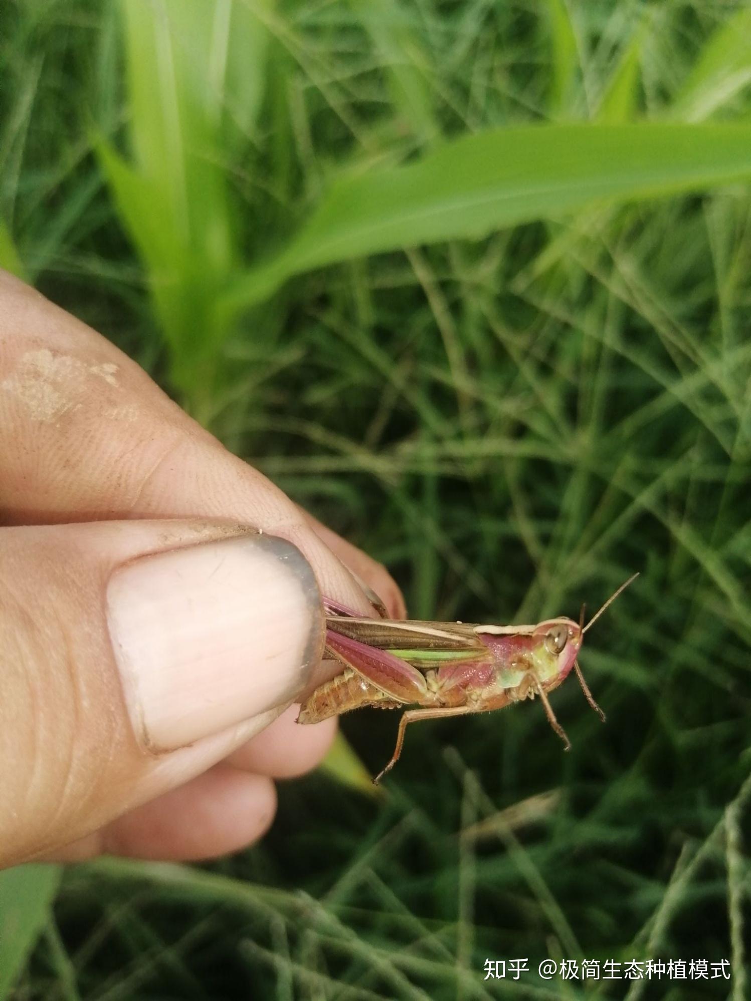 玉米地里面的昆虫