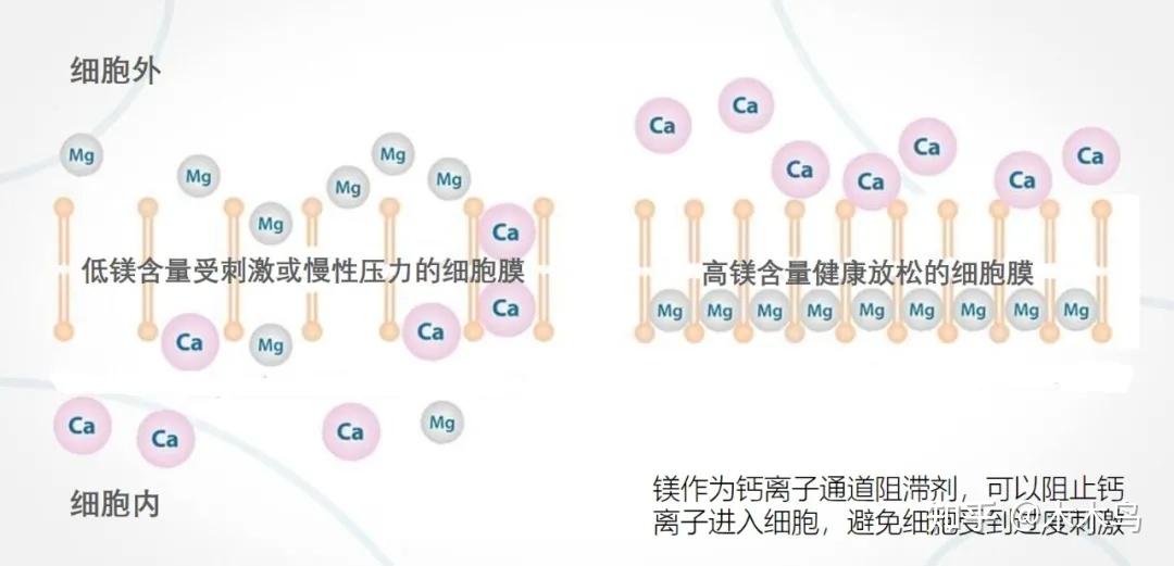 你需要了解的“镁中不足” （二）镁在人体中的重要作用，以及镁于钙相爱相杀的关系 - 知乎