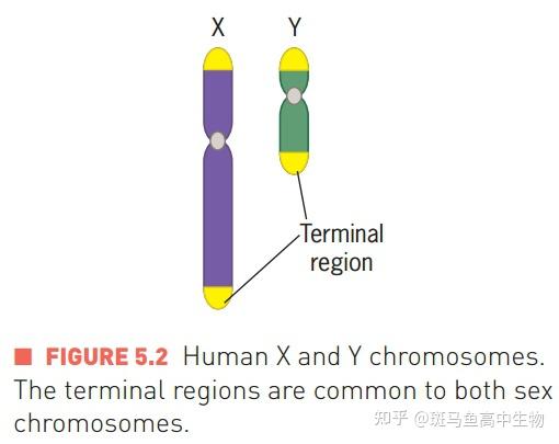 xy染色体是怎么联会的
