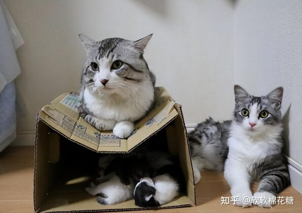 脾气好的猫咪，无一例外都有这几种特征，你家猫咪对上了吗？ - 知乎