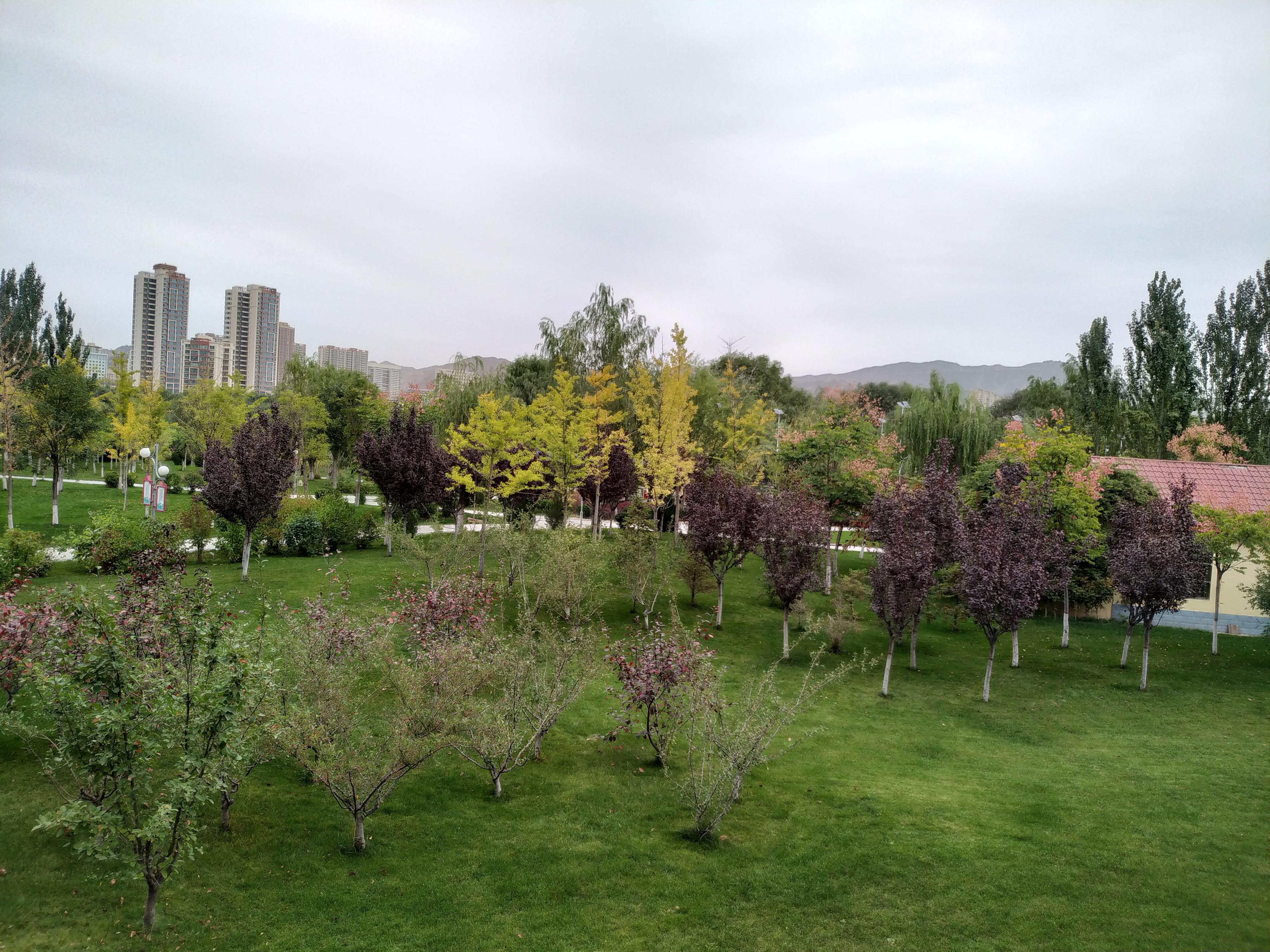 百合公园最多的树木和花草,认识得很少,但是还是见过一些,比如根系