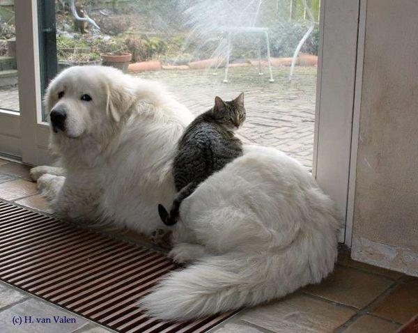 大白熊犬被禁养很冤 这种狗狗不仅亲人 对小动物还极其温柔 知乎