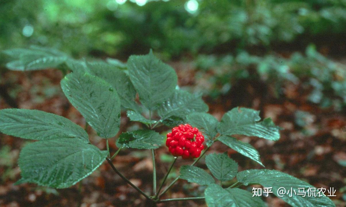 山東農民種植西洋參去年賠3萬反而擴種50畝猜猜5年後能賺多少