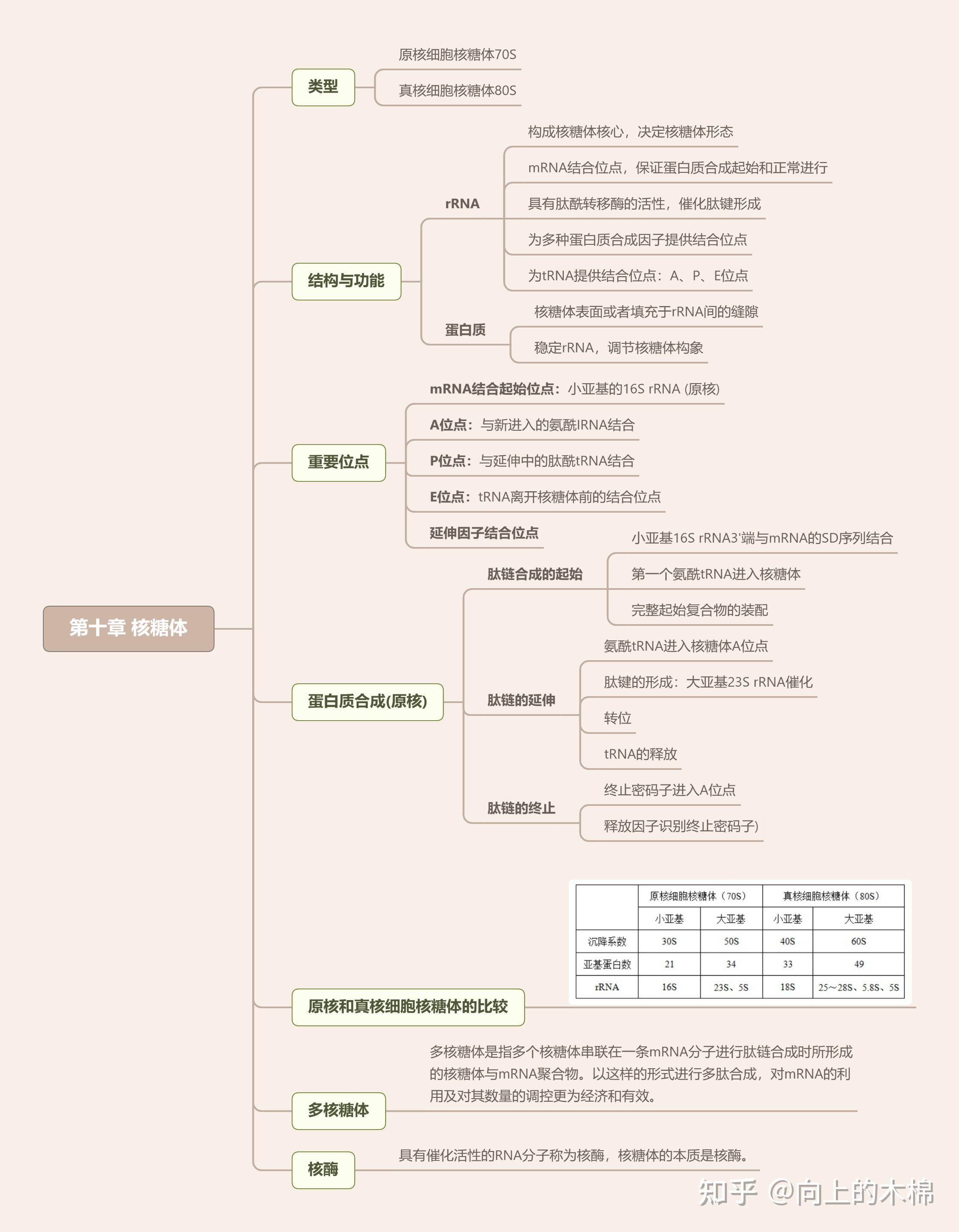 丁明孝细胞生物学第5版思维导图笔记