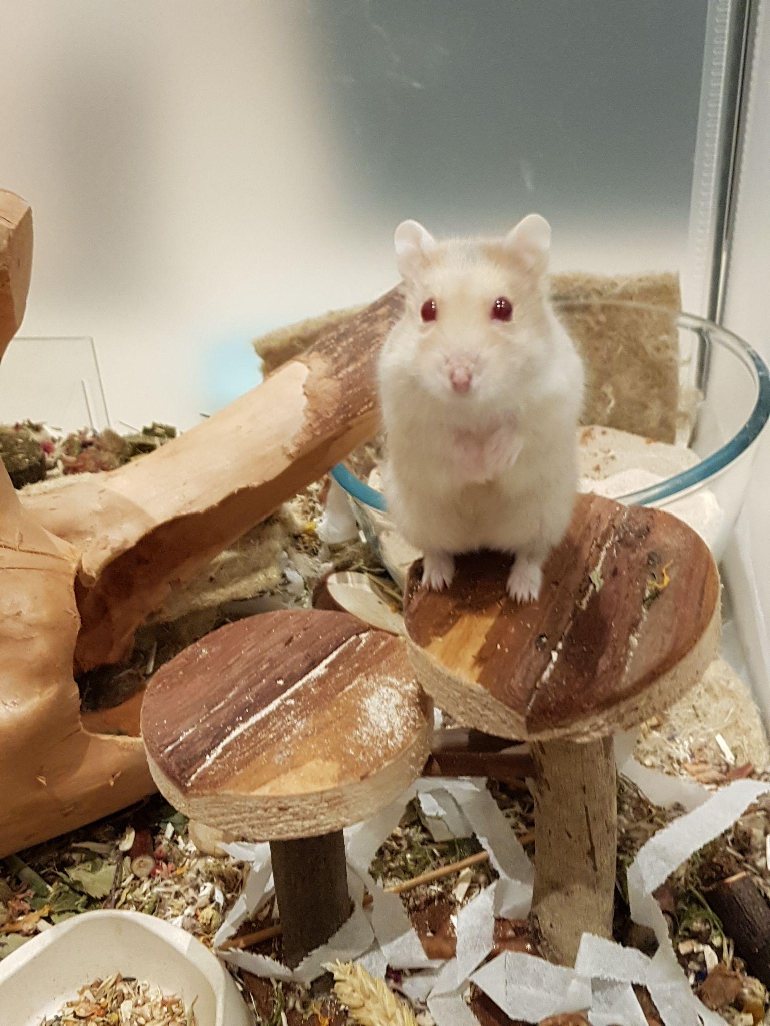 现在读书,养仓鼠被大人们说我不务正业,要怎么反驳? - 知乎