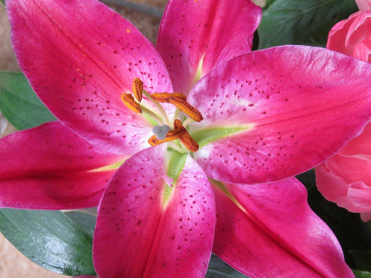 百合花跟什么花配好看