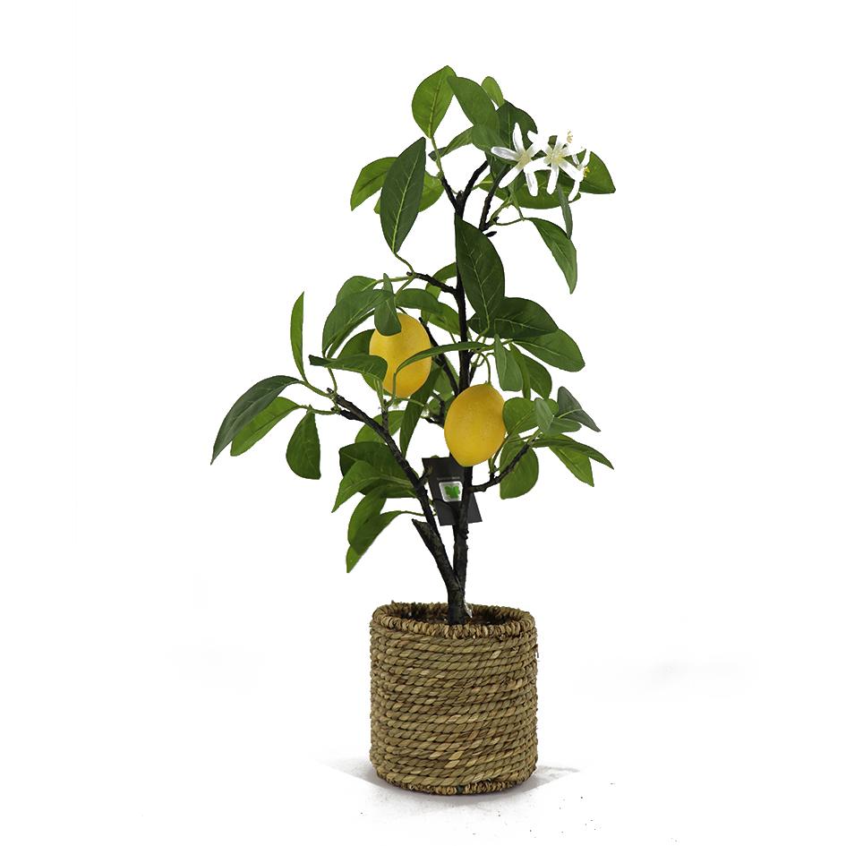 柠檬树寓意是什么- 知乎