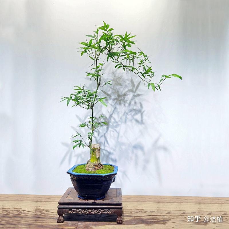 养好绿植不难(小叶簕竹篇) - 知乎