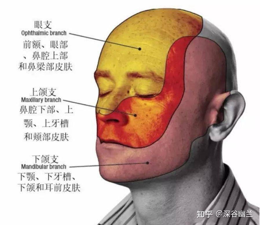 1,眶下神經經眶下裂入眶,再經眶下溝,眶下管,出眶下孔散成數支,分佈於