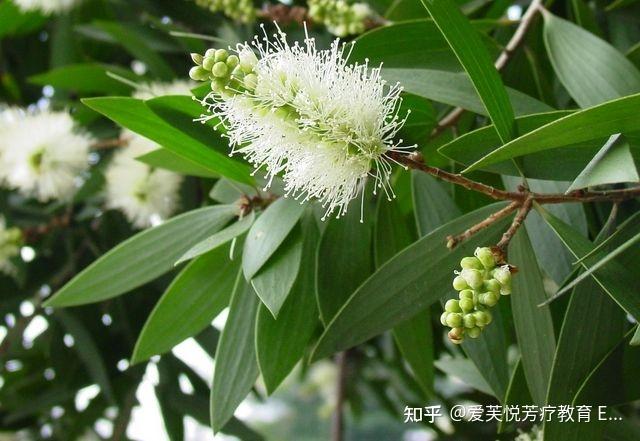 精油档案│呼吸道的守护神——绿花白千层精油 - 知乎