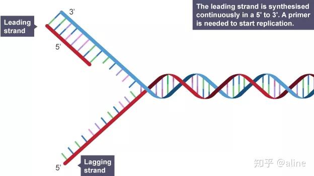 Alevel生物学习要点：DNA的复制（上） - 知乎