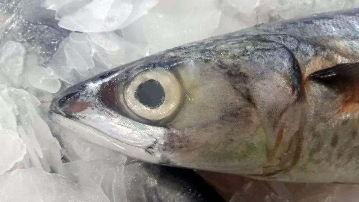 死不瞑目的鱼真的没有眼皮吗作者暮晖熠熠