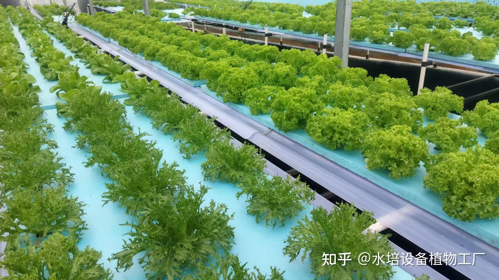无土栽培的基本种植需求有哪些？这些水培设备你用过吗？ - 知乎