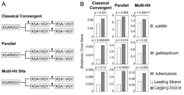 laggingstrand上为何有基因一个学术瓜