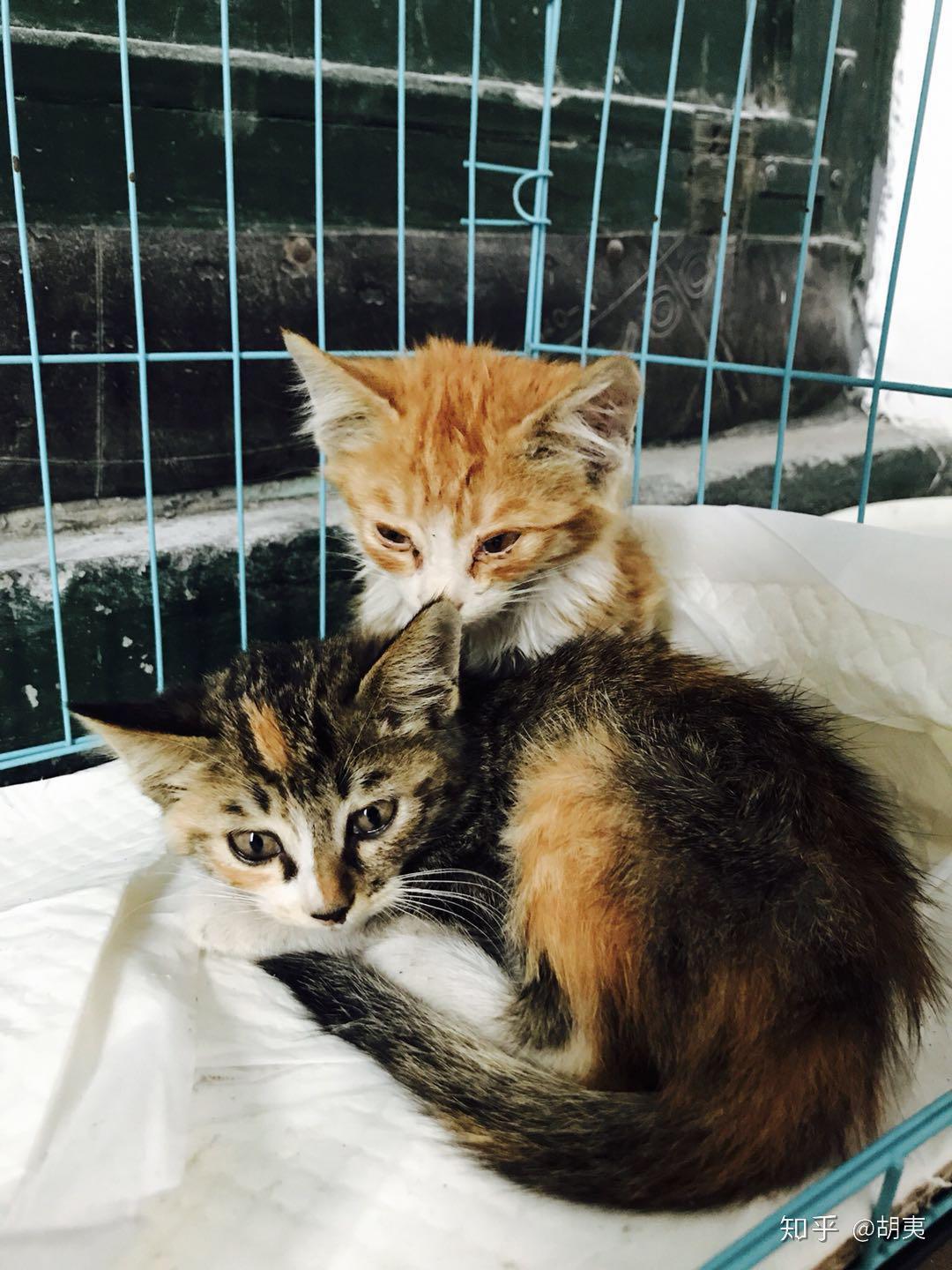 猫从小时候很丑的尴尬期长大后突然变得特别好