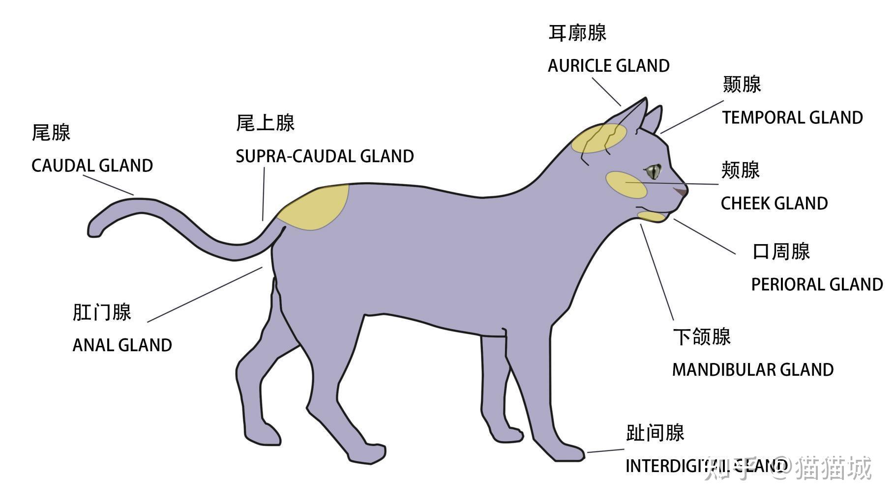 猫肌肉分布图图片