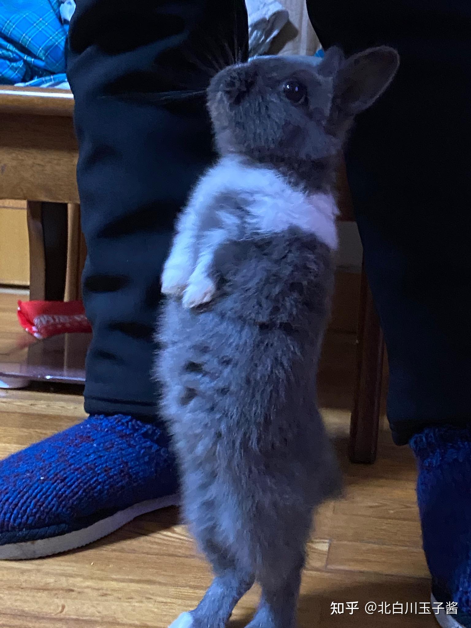 有没有两条腿的兔子?