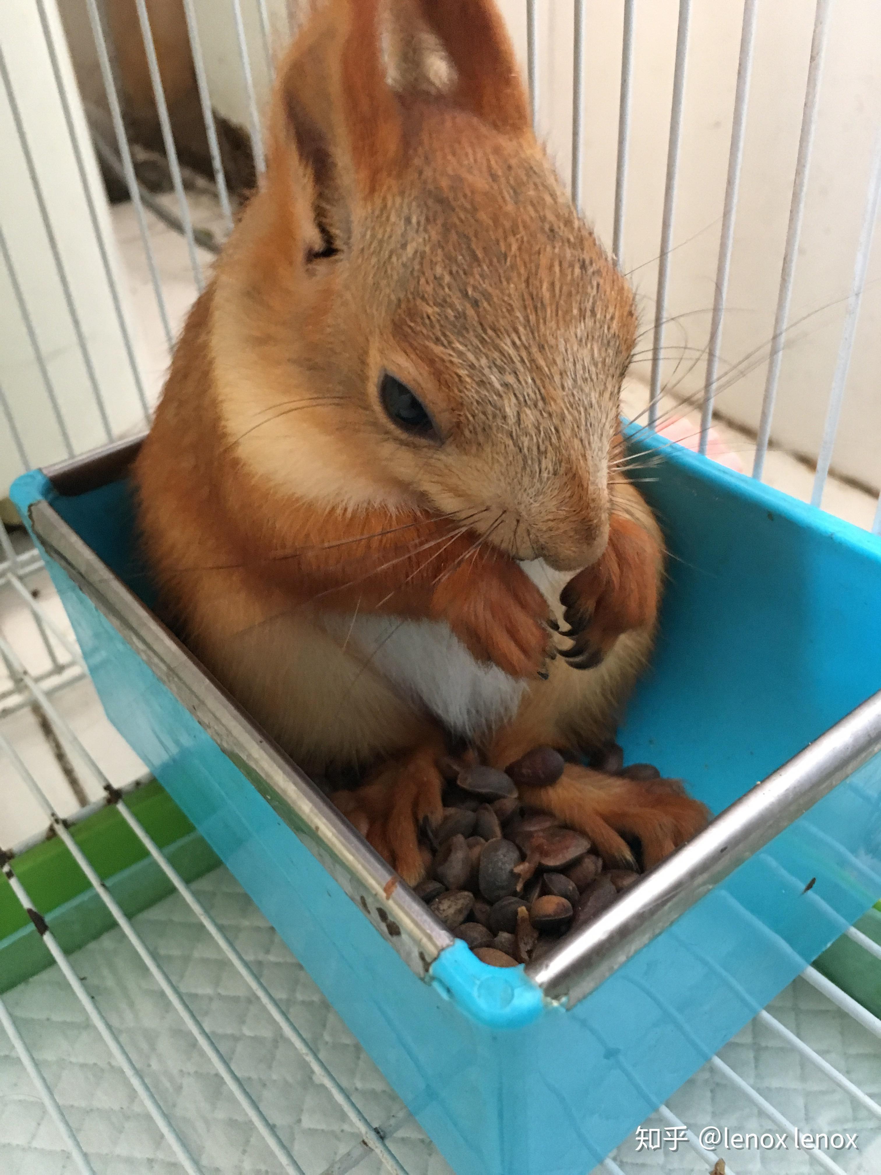 养松鼠是种怎样的体验