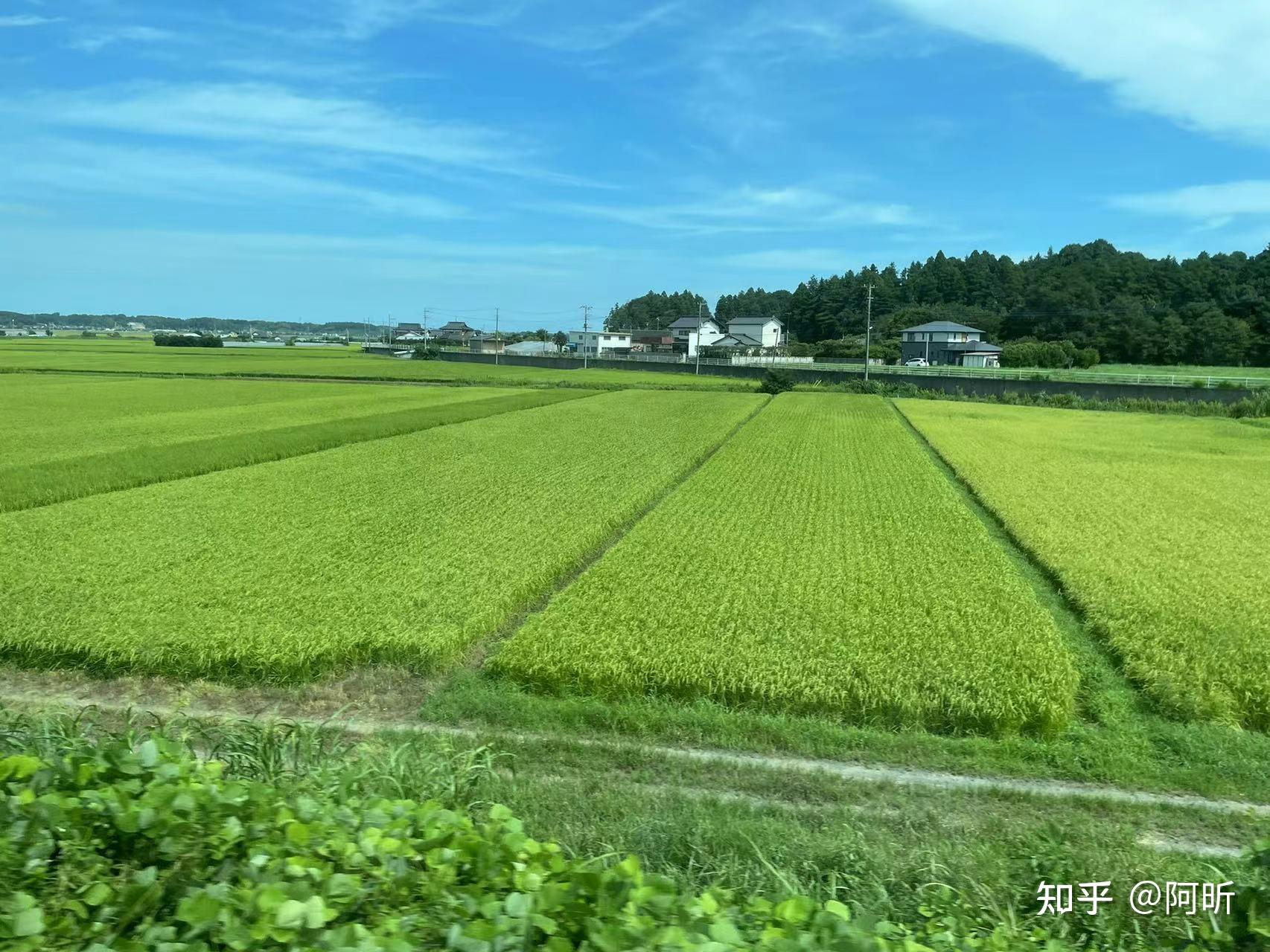 筑波大學位於茨城縣筑波市,算是在東京圈的,很偏的一個地方.