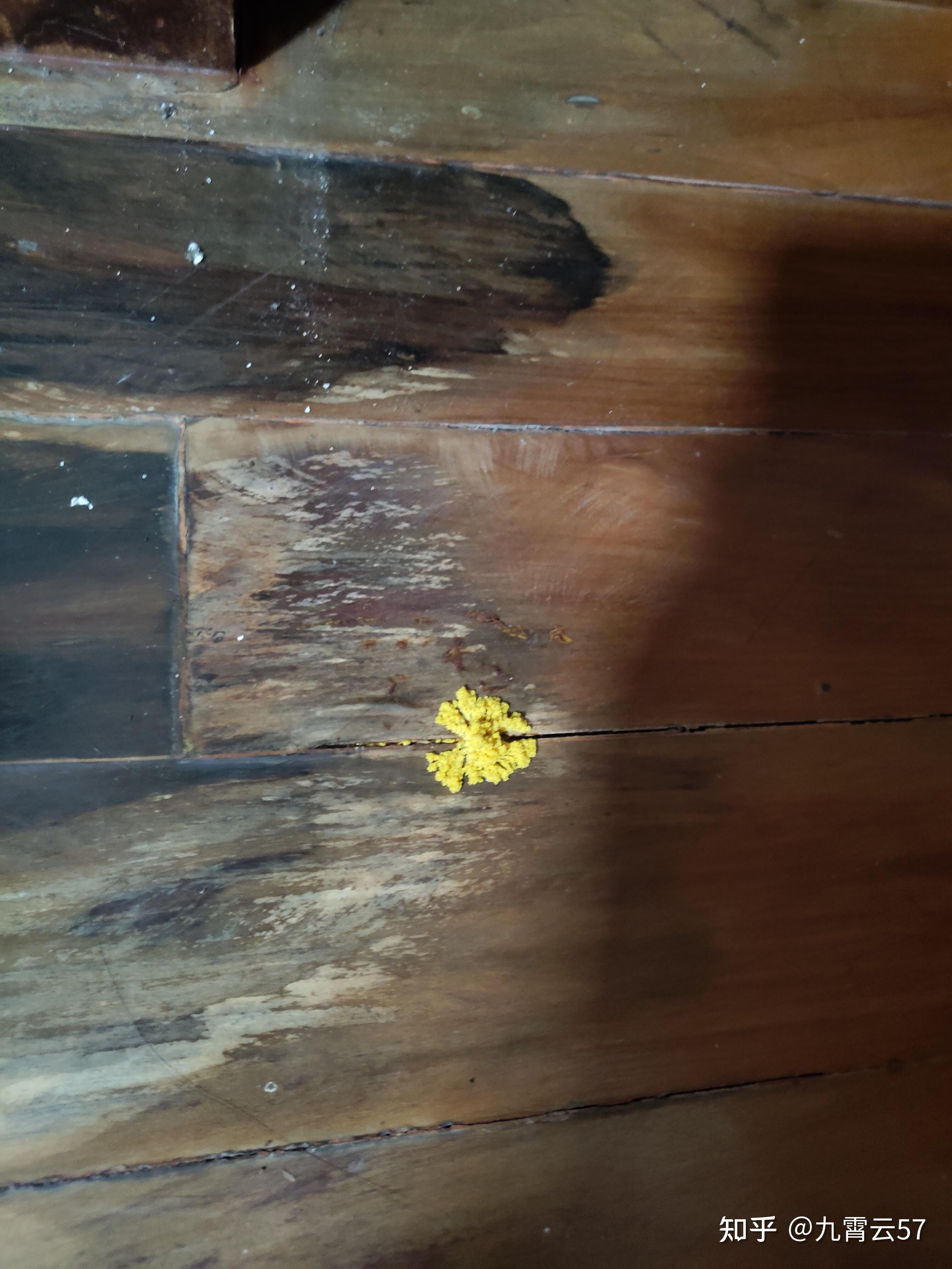 鉴定一下是黄曲霉毒素吗如何正确处理