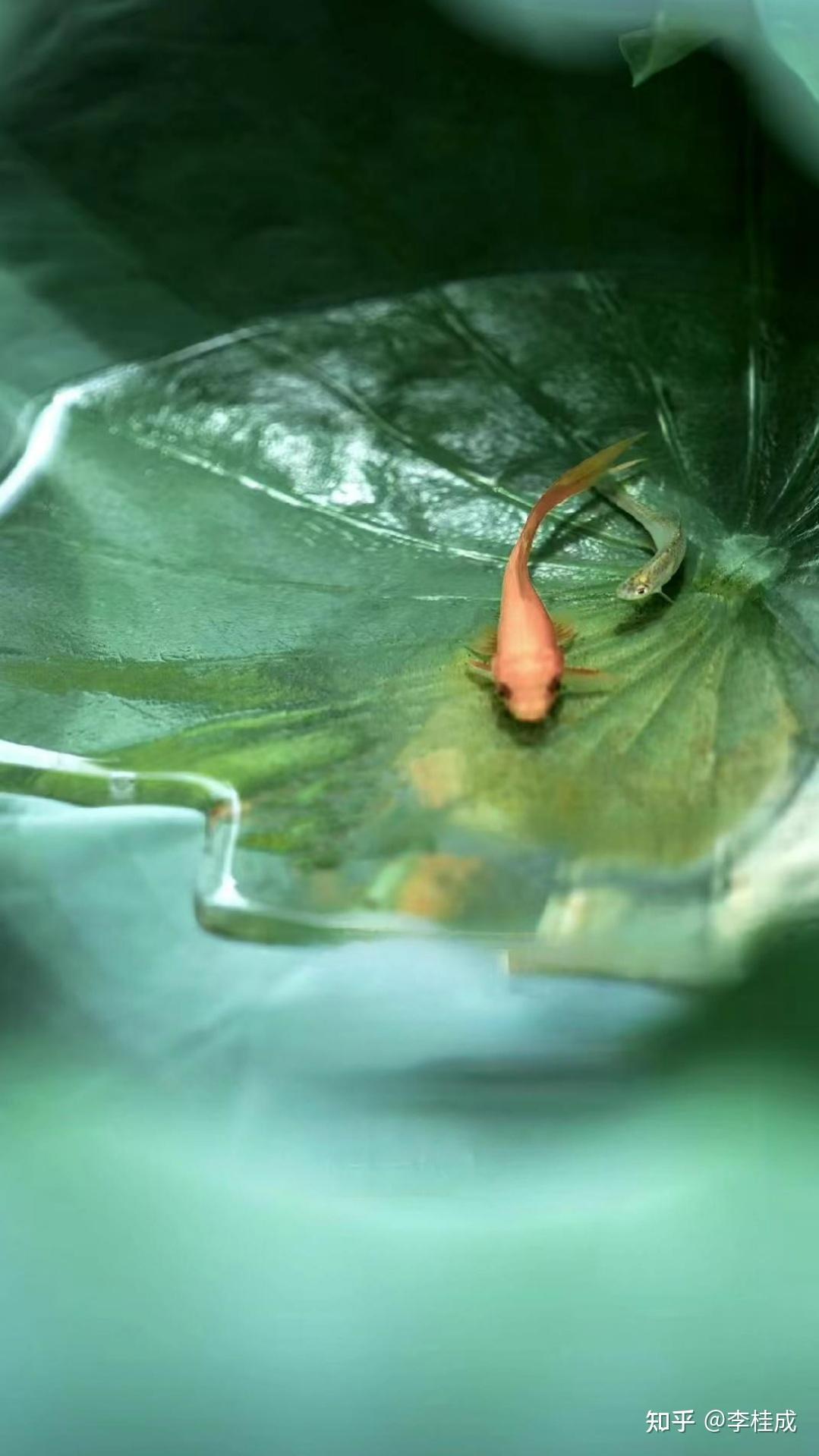 《庄子》读懂自己的心，就能读懂他人的心吗？ - 知乎