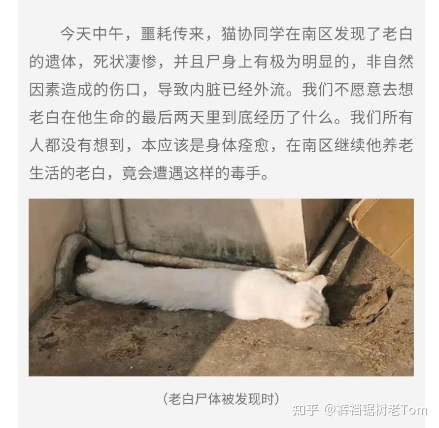 如何看待2021年10月以来复旦大学虐猫杀猫事件? - 知乎