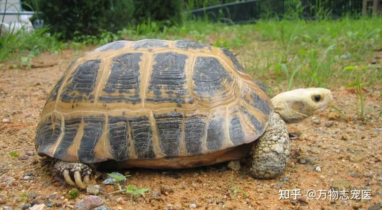盘点那些常见的宠物龟，第一名99%的玩家都养过 - 知乎