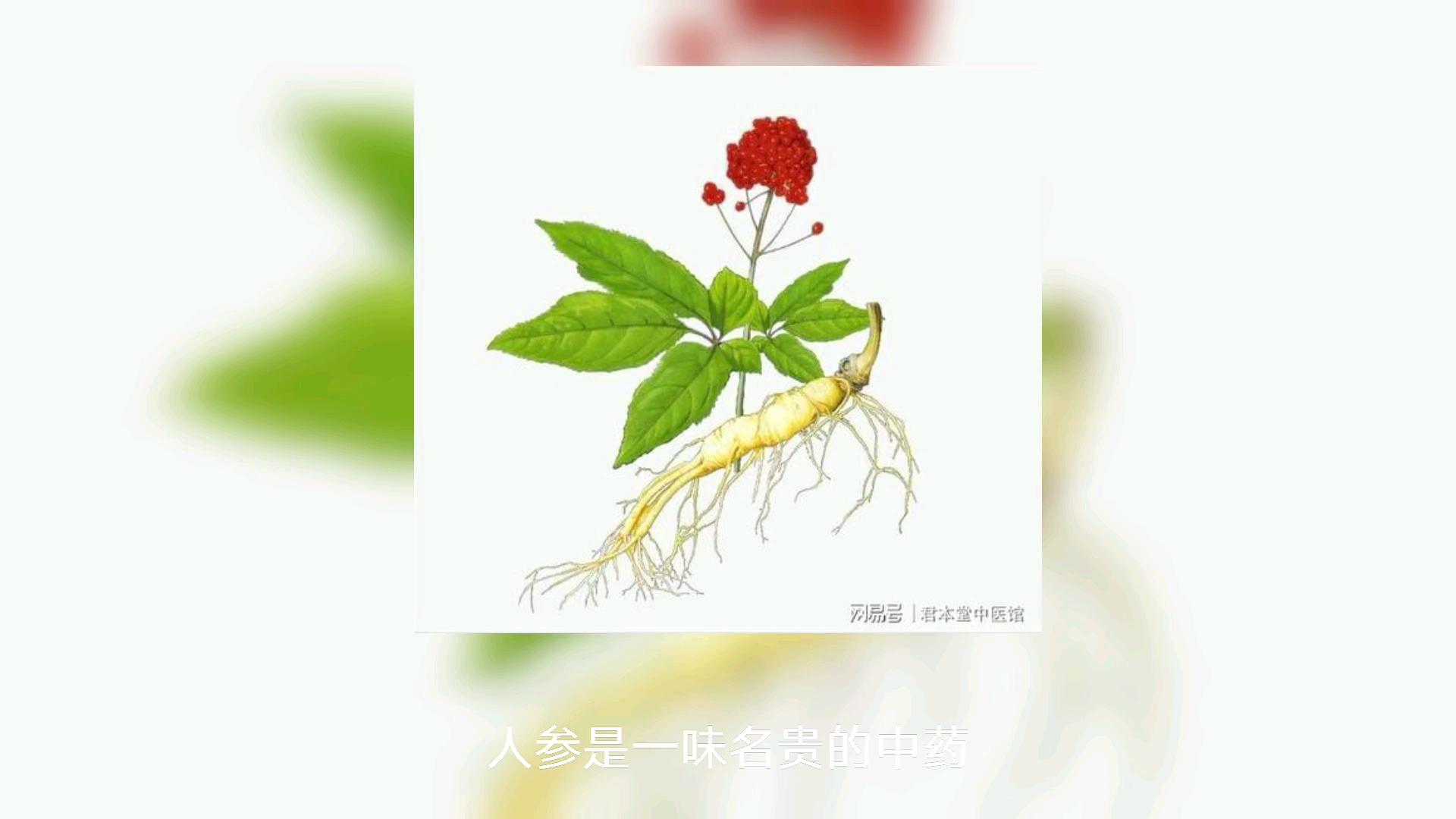 发酵中药之人参 - 知乎