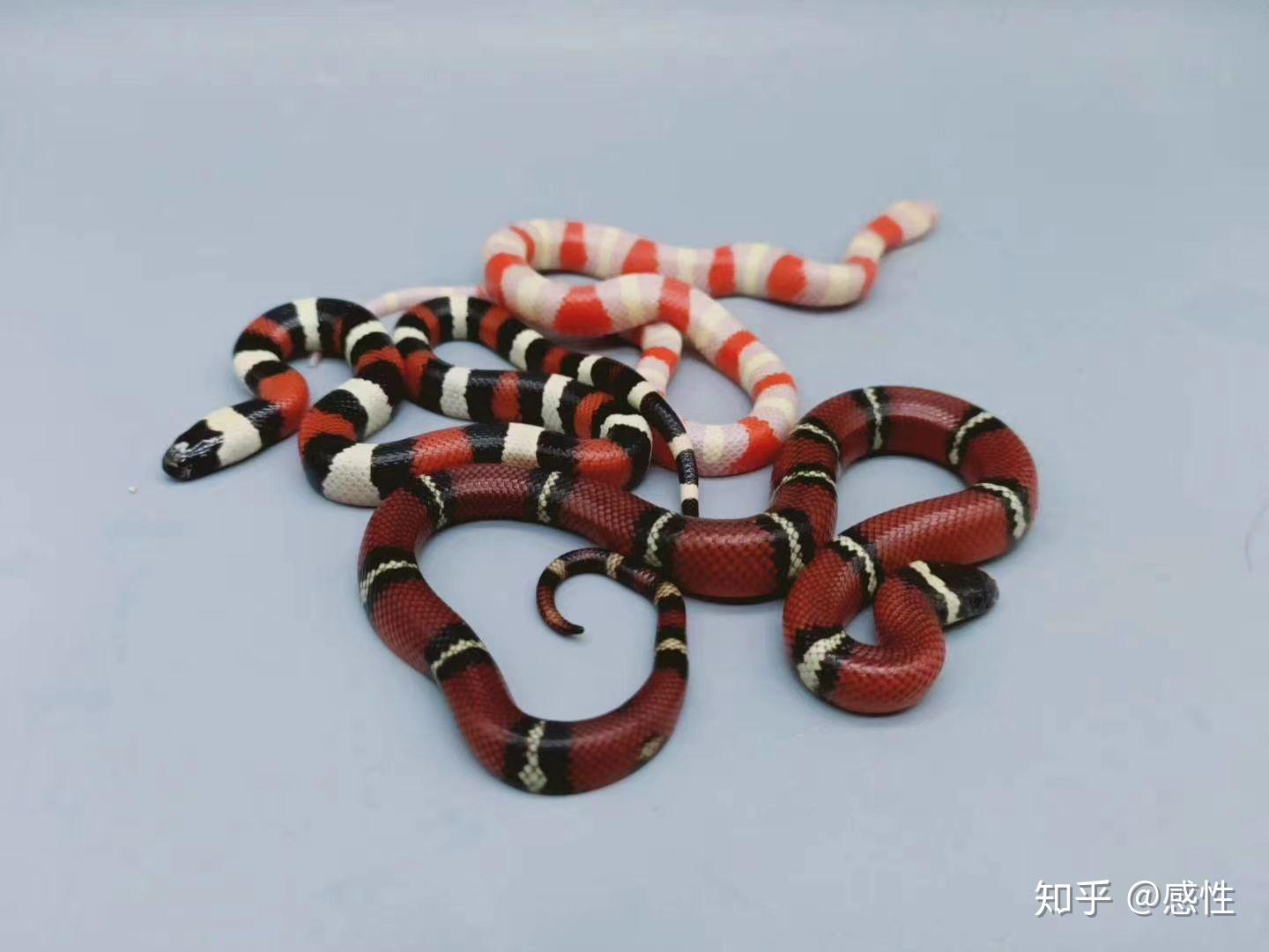 纳尔逊奶蛇 知乎
