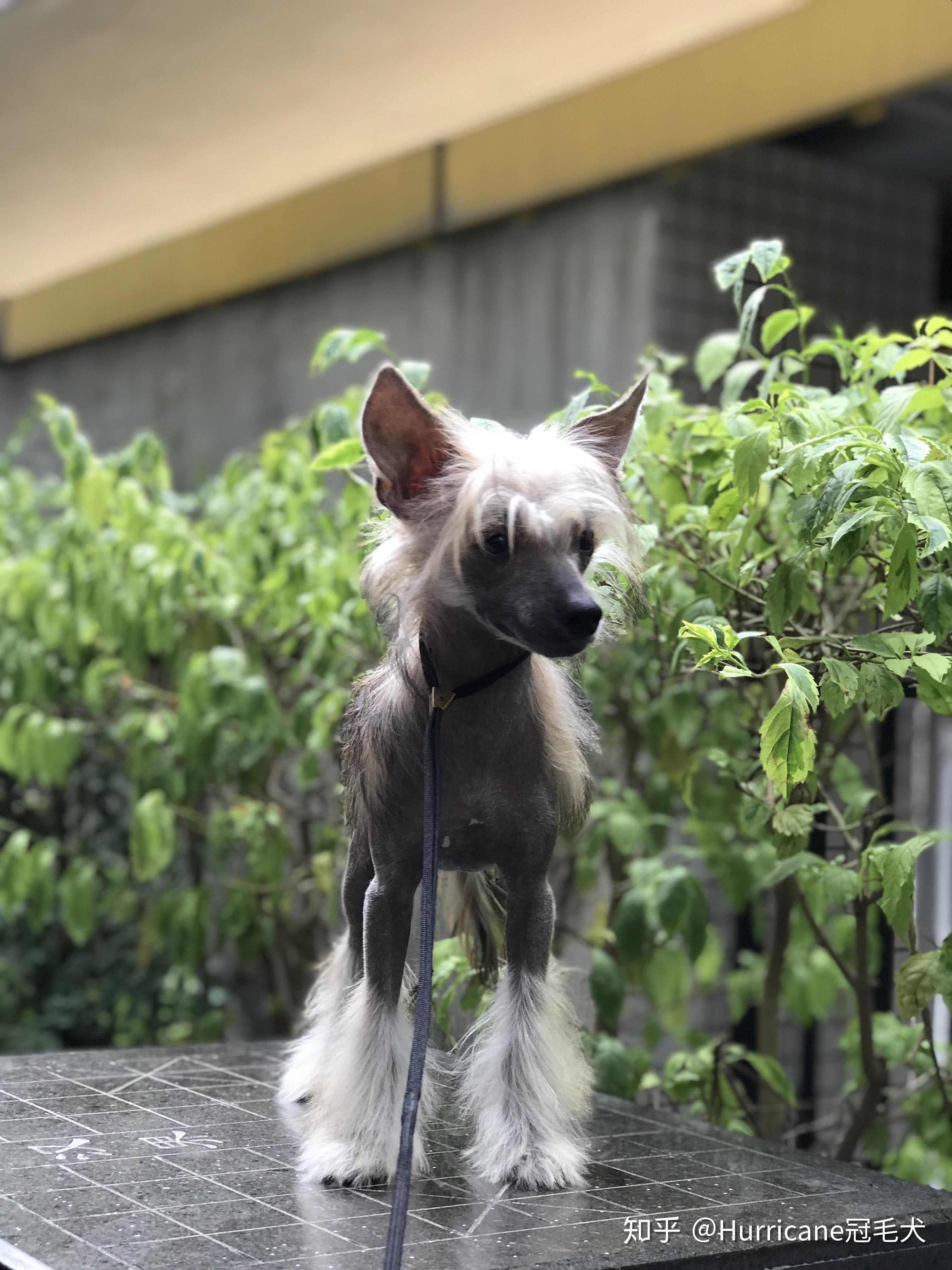 养中国冠毛犬是怎样的体验