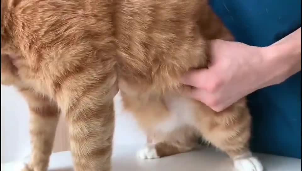 猫咪母鸡蹲长什么样